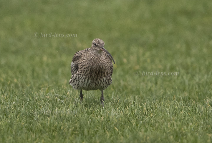 Großer Brachvogel